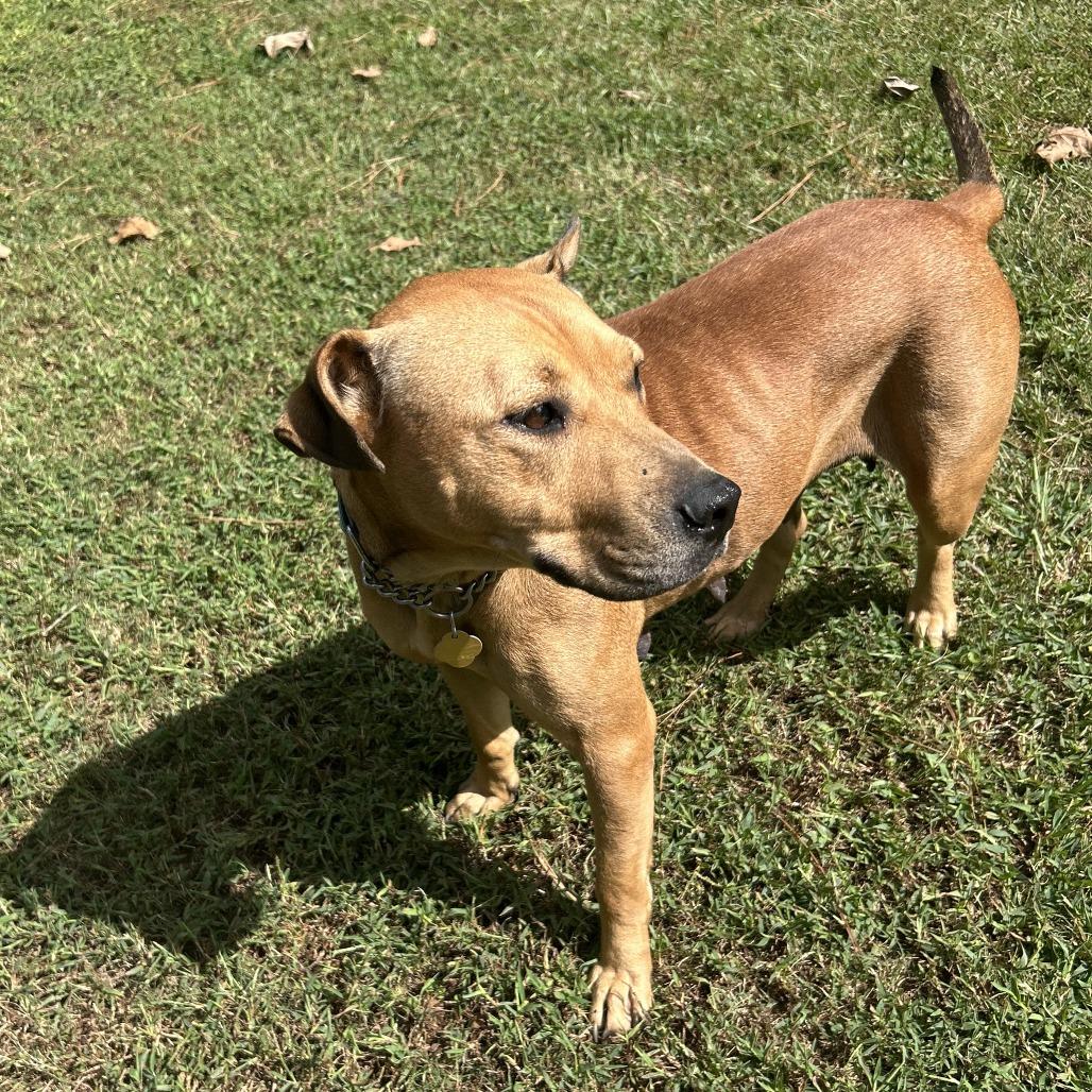 Jessamine, Adoptable, Adult Female Mixed Breed.