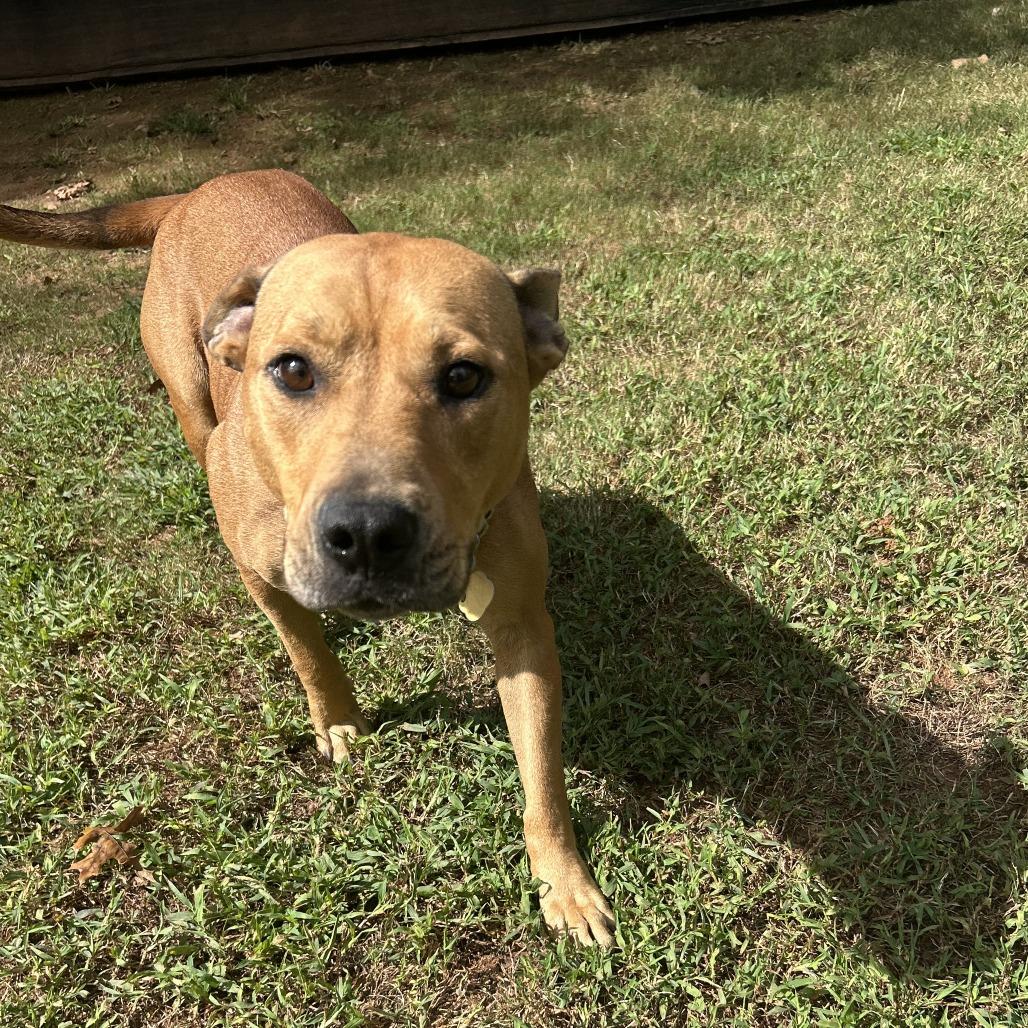 Enlarge Jessamine, a Adoptable Mixed Breed in Auburn, AL image 2/6