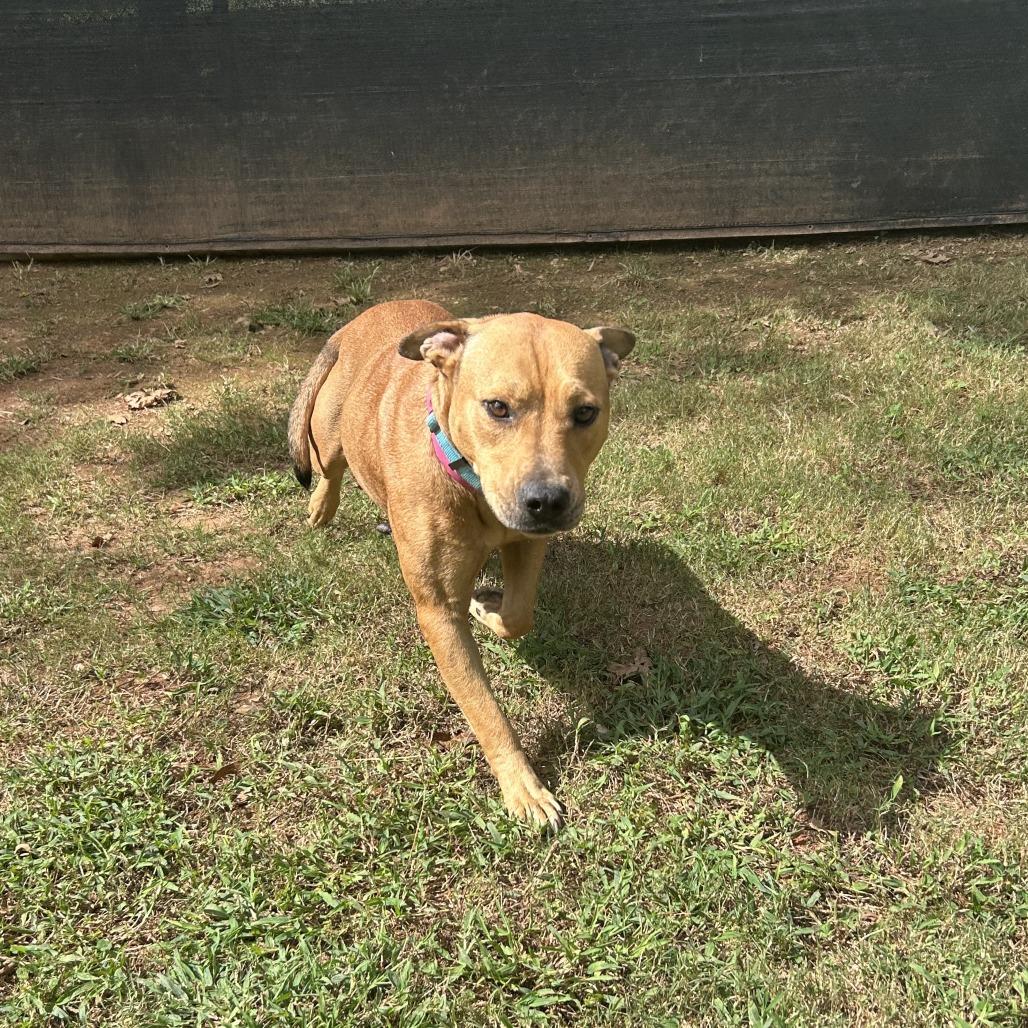 Enlarge Jessamine, a Adoptable Mixed Breed in Auburn, AL image 3/6