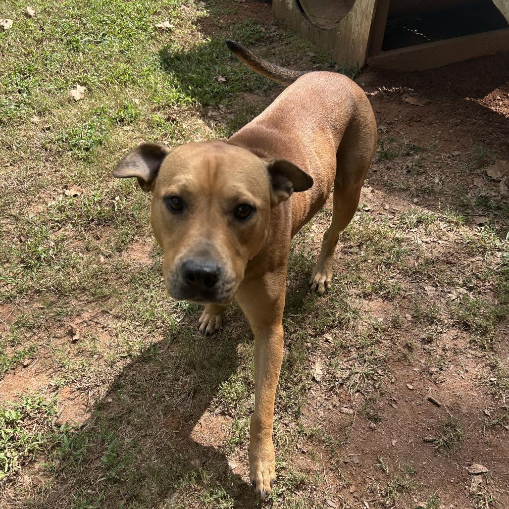 Enlarge Jessamine, a Adoptable Mixed Breed in Auburn, AL image 4/6