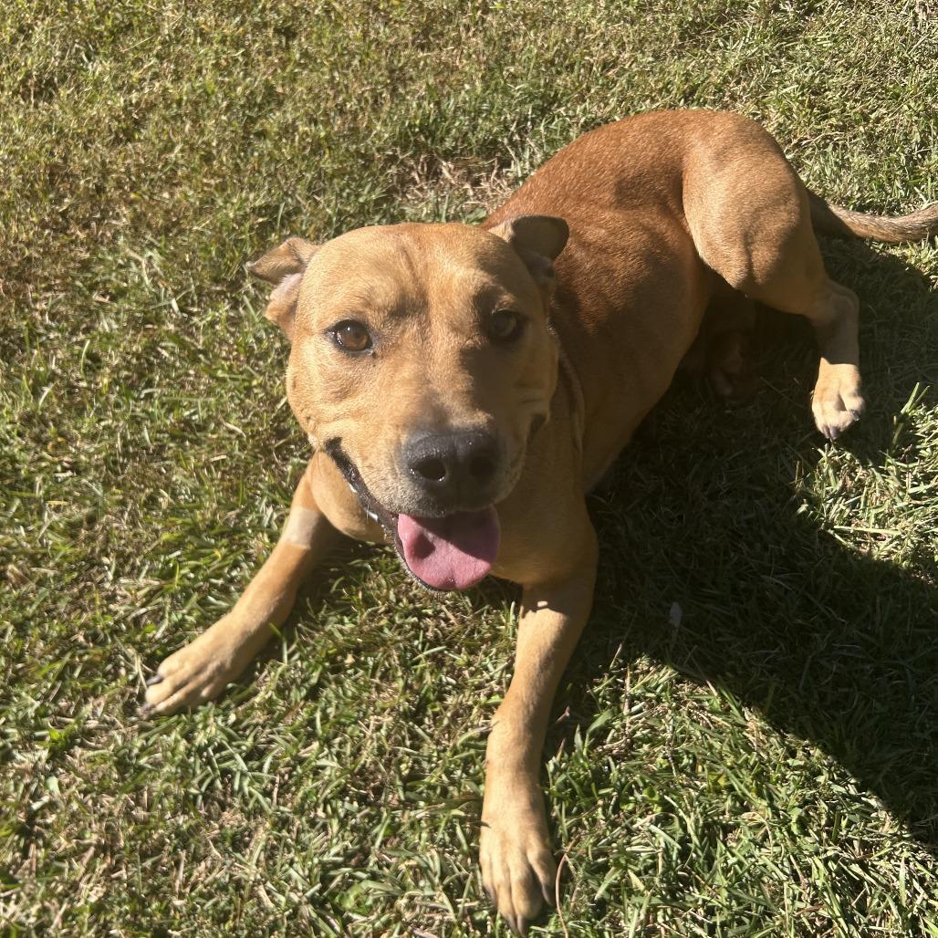 Enlarge Jessamine, a Adoptable Mixed Breed in Auburn, AL image 5/6