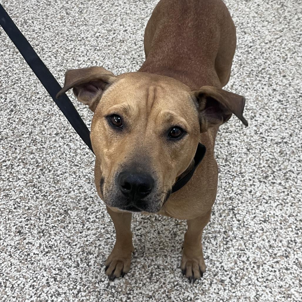 Enlarge Jessamine, a Adoptable Mixed Breed in Auburn, AL image 6/6