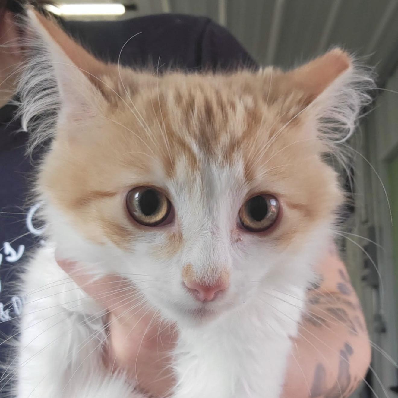 Burglar, adopted, Young Male Domestic Medium Hair.