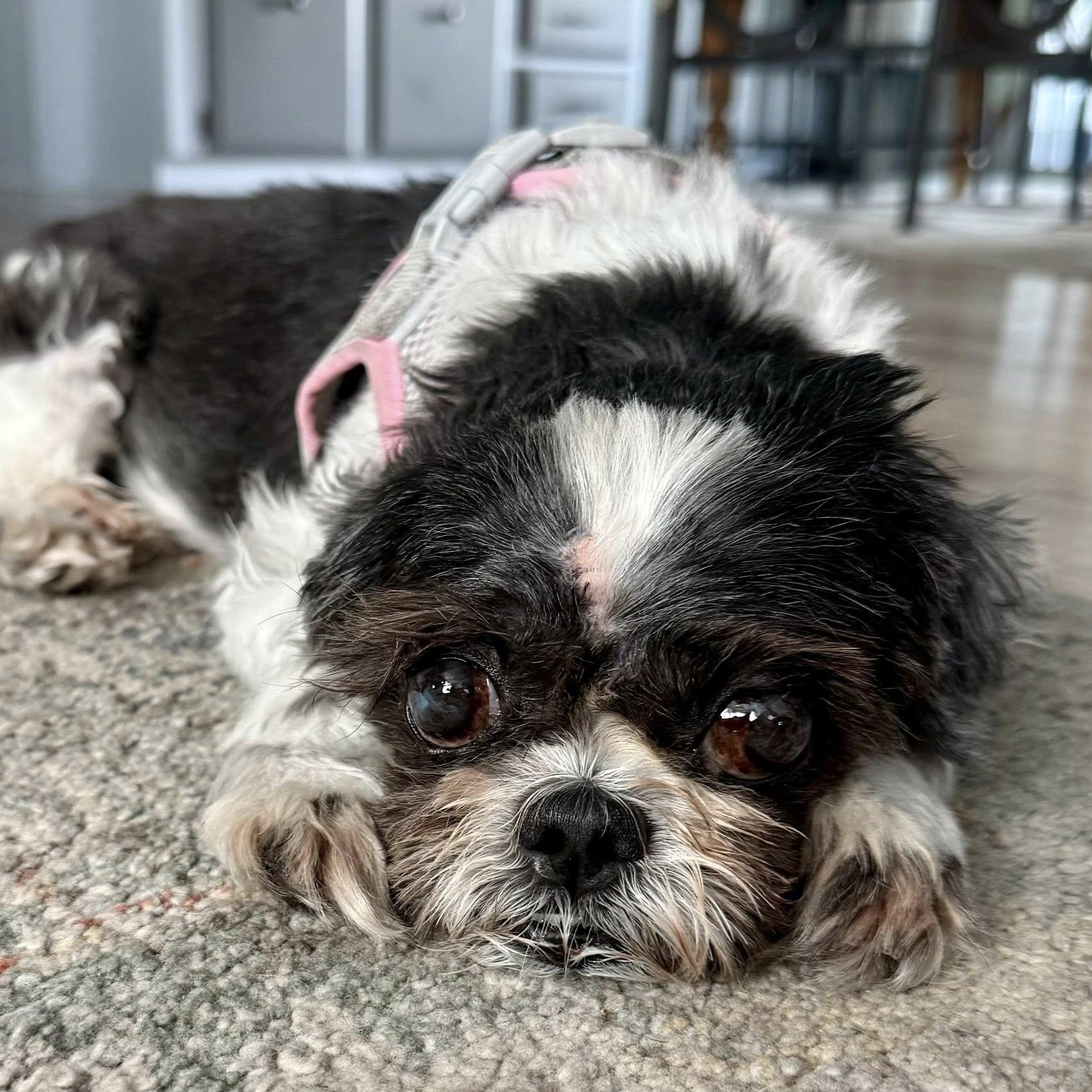 Guida, a Adoptable Shih Tzu in Cape Coral, FL image 2/6