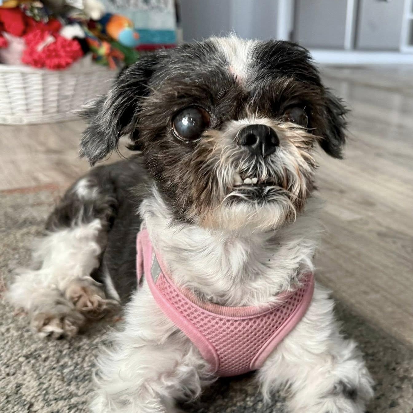 Guida, a Adoptable Shih Tzu in Cape Coral, FL image 4/6