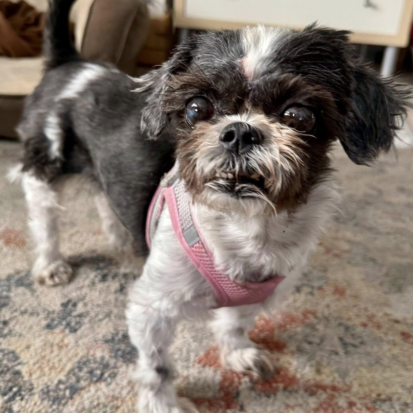 Guida, a Adoptable Shih Tzu in Cape Coral, FL image 1/6