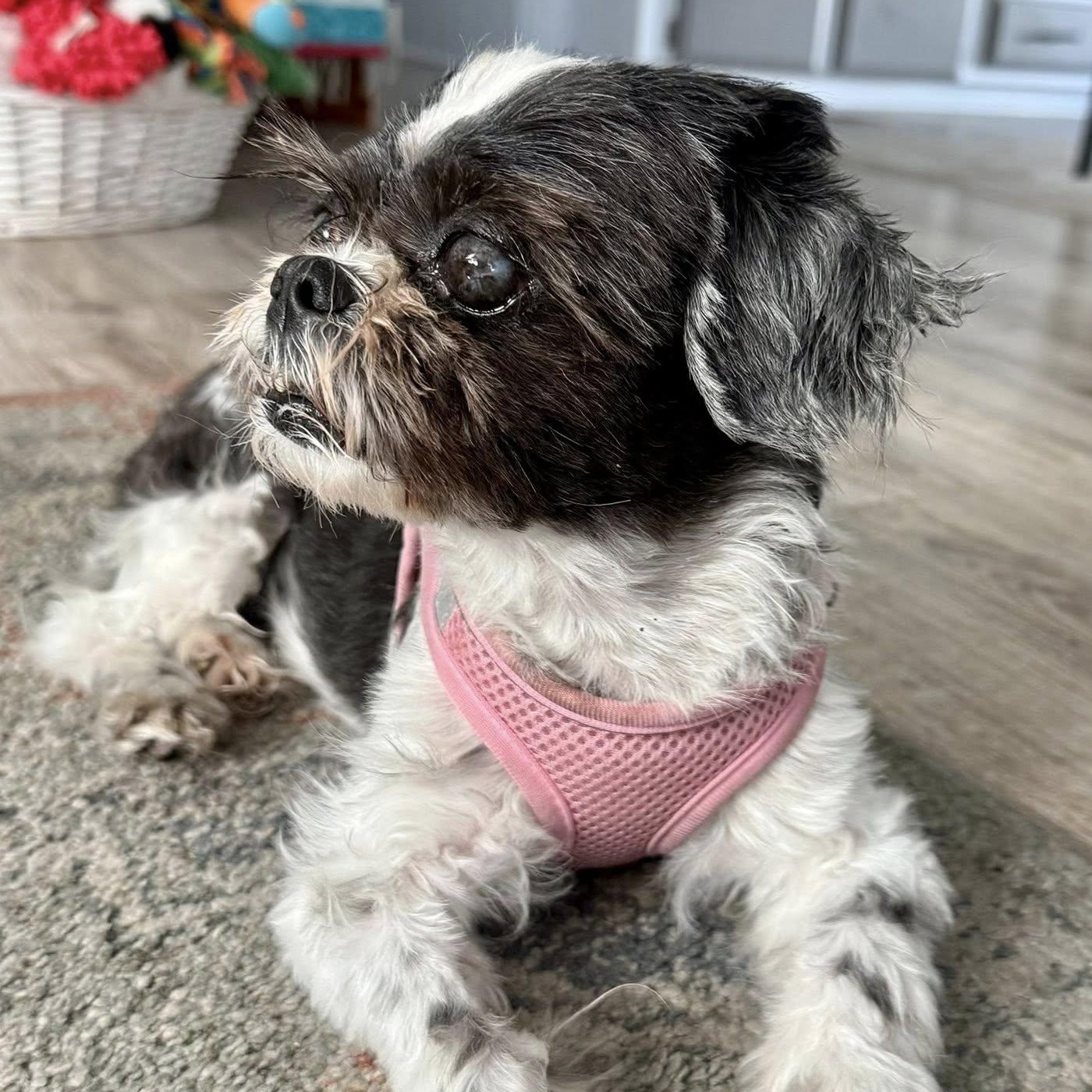 Guida, a Adoptable Shih Tzu in Cape Coral, FL image 6/6