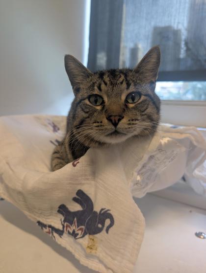 Angel, Adoptable, Adult Male Domestic Short Hair & Domestic Short Hair.