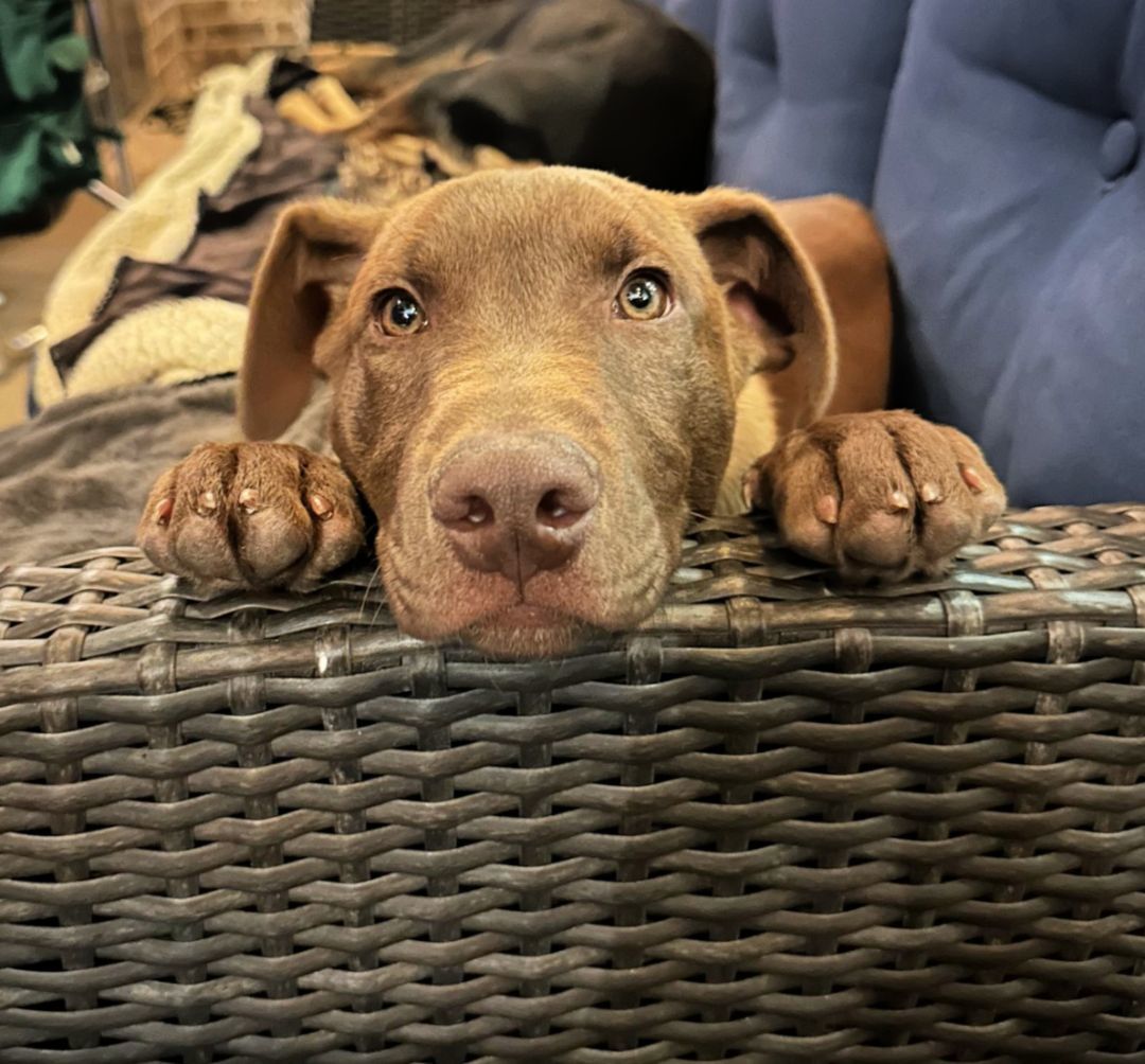 Enlarge Sleepy, a Adoptable mixed breed in Houston, TX image 5/6