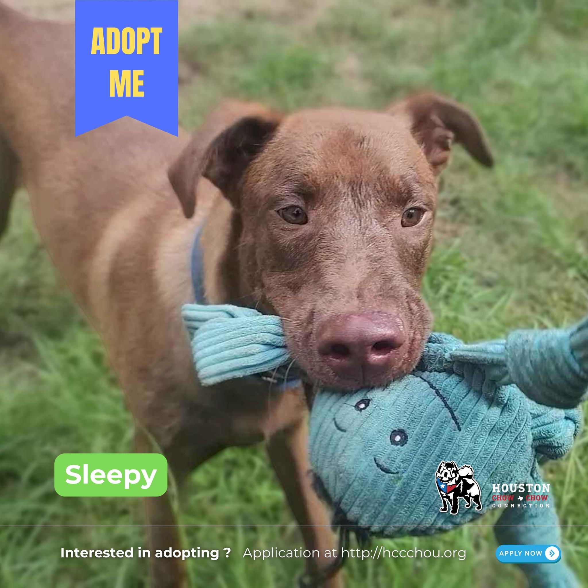 Enlarge Sleepy, a Adoptable mixed breed in Houston, TX image 1/6