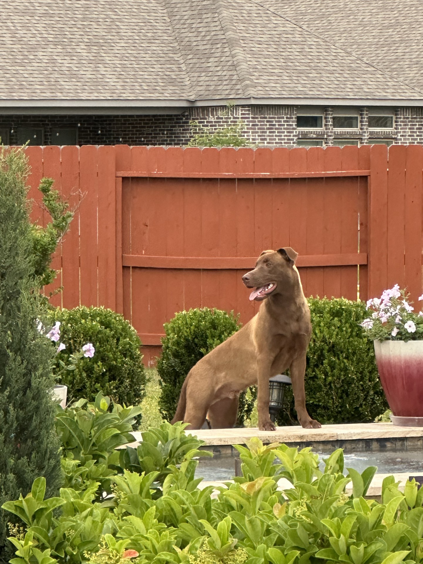 Enlarge Sleepy, a Adoptable mixed breed in Houston, TX image 4/6