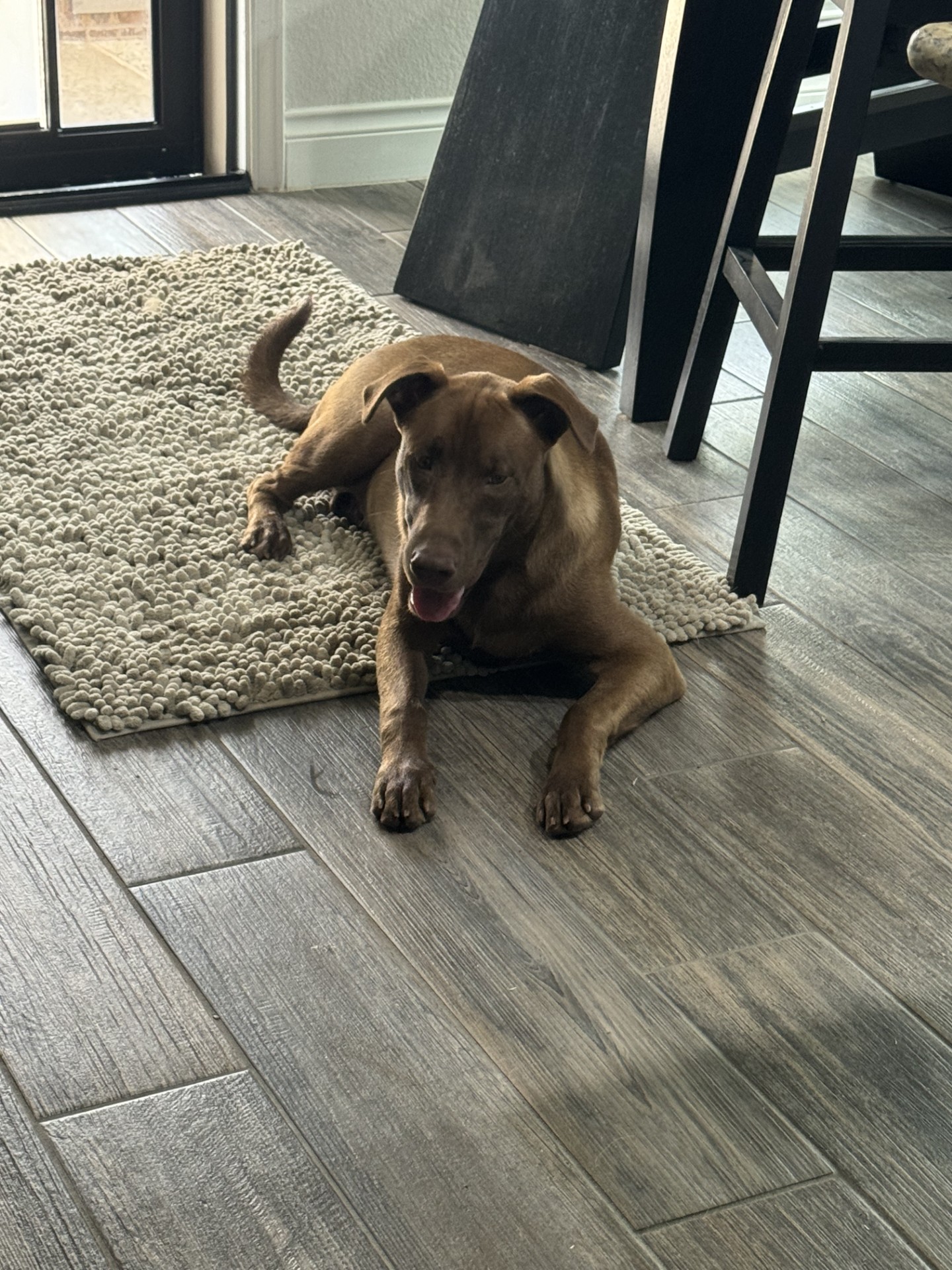 Enlarge Sleepy, a Adoptable mixed breed in Houston, TX image 6/6