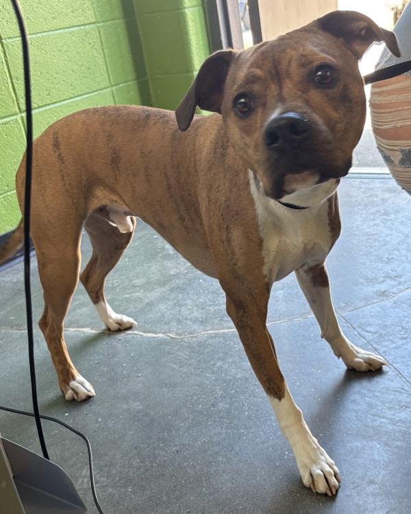 Pen 183 Rex, Adoptable, Adult Male Pit Bull Terrier.