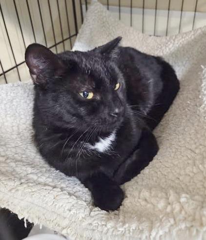 Enlarge Biggie, a ADOPTABLE Domestic Short Hair in Ocean City, NJ image 2/2