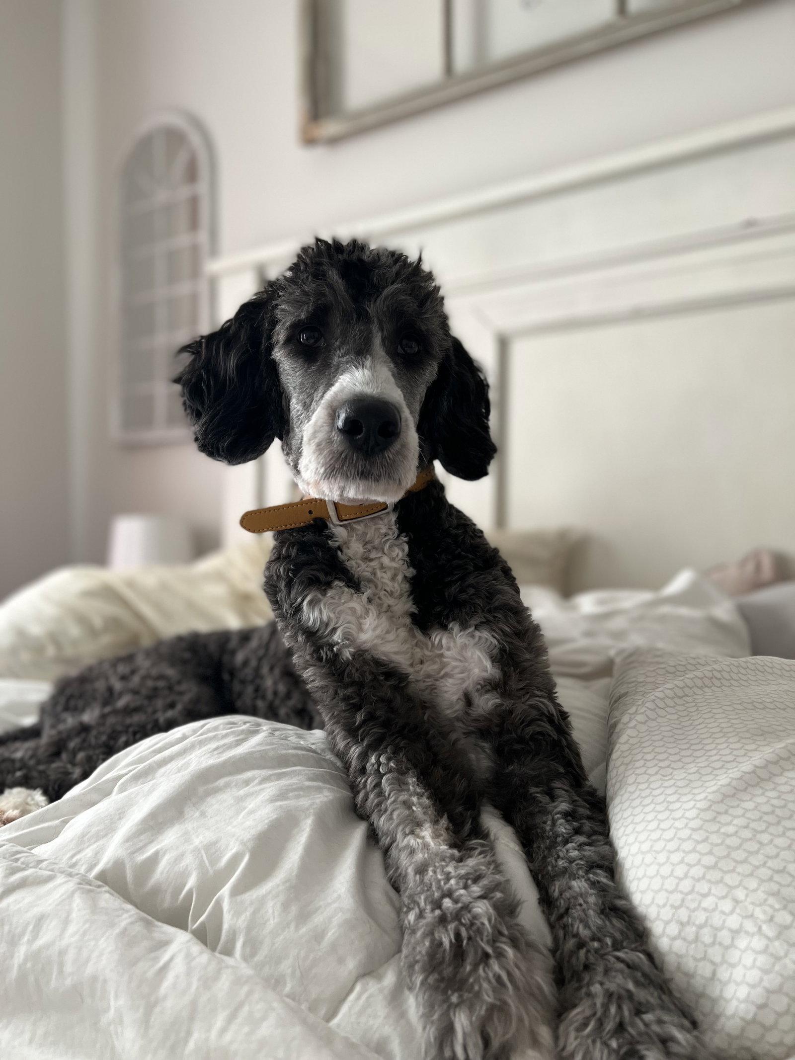 Flynn, Adopted, Adult Female Bernese Mountain Dog & Standard Poodle.