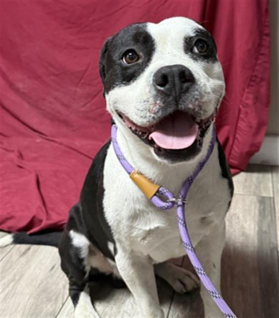FRANCIS, Adoptable, Adult Male Pit Bull Terrier & Mixed Breed.