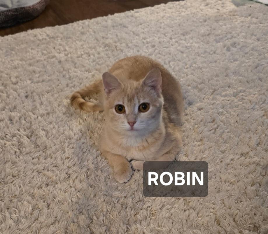 Robin, ADOPTABLE, Young Female Tabby.
