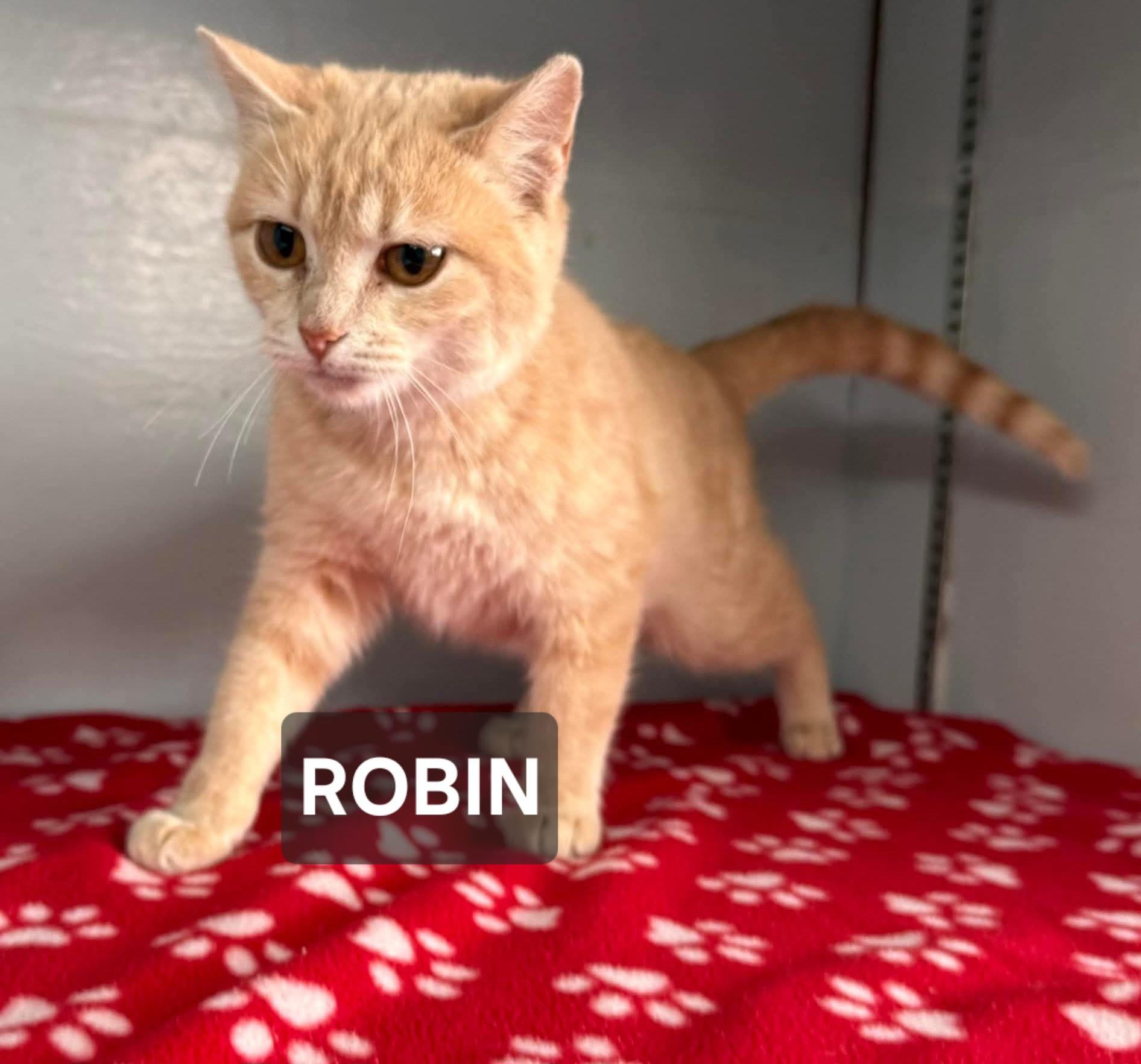 Enlarge Robin, a ADOPTABLE Tabby in Windom, MN image 1/1