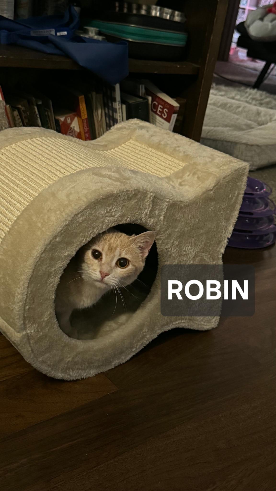 Robin, ADOPTABLE, Young Female Tabby.
