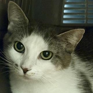 Freya, Adult Female Domestic Short Hair