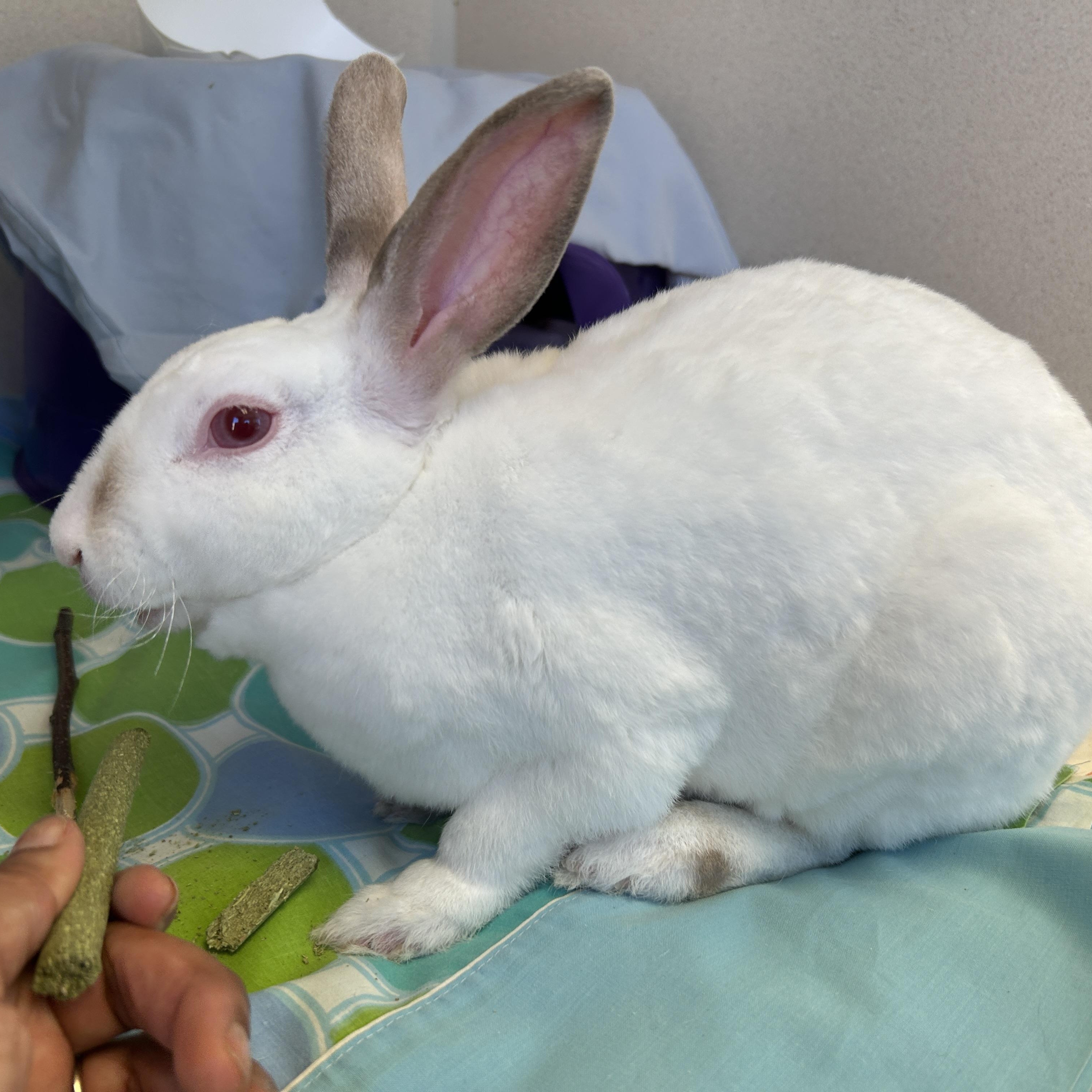 Enlarge Madame Vastra, a Adoptable Bunny Rabbit in Eatontown, NJ image 2/3