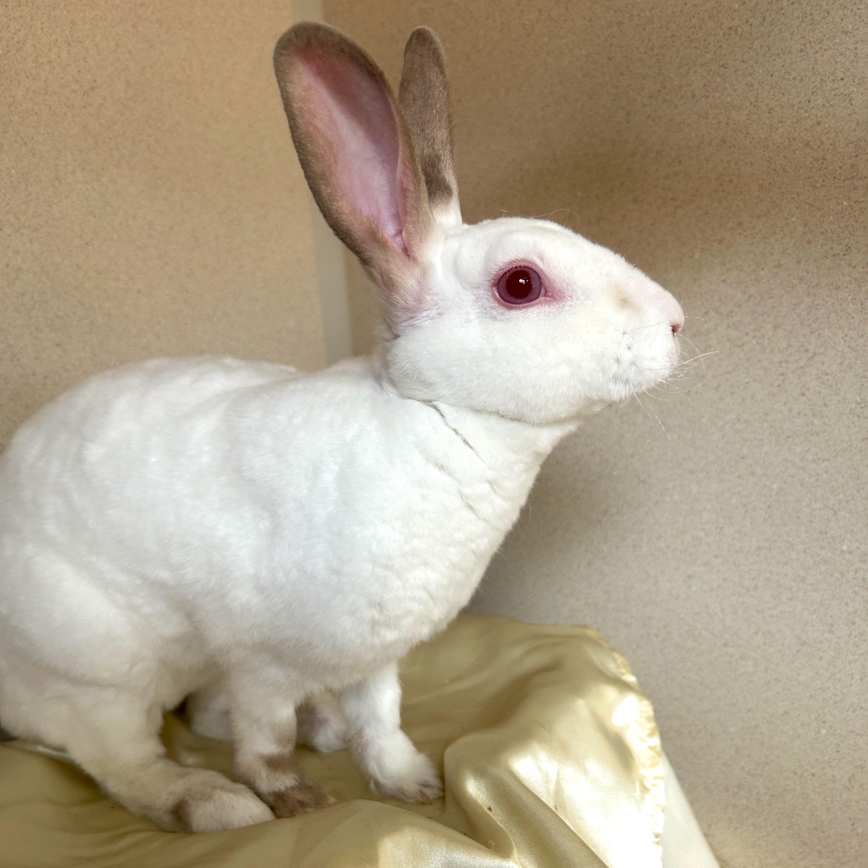 Enlarge Madame Vastra, a Adoptable Bunny Rabbit in Eatontown, NJ image 1/3