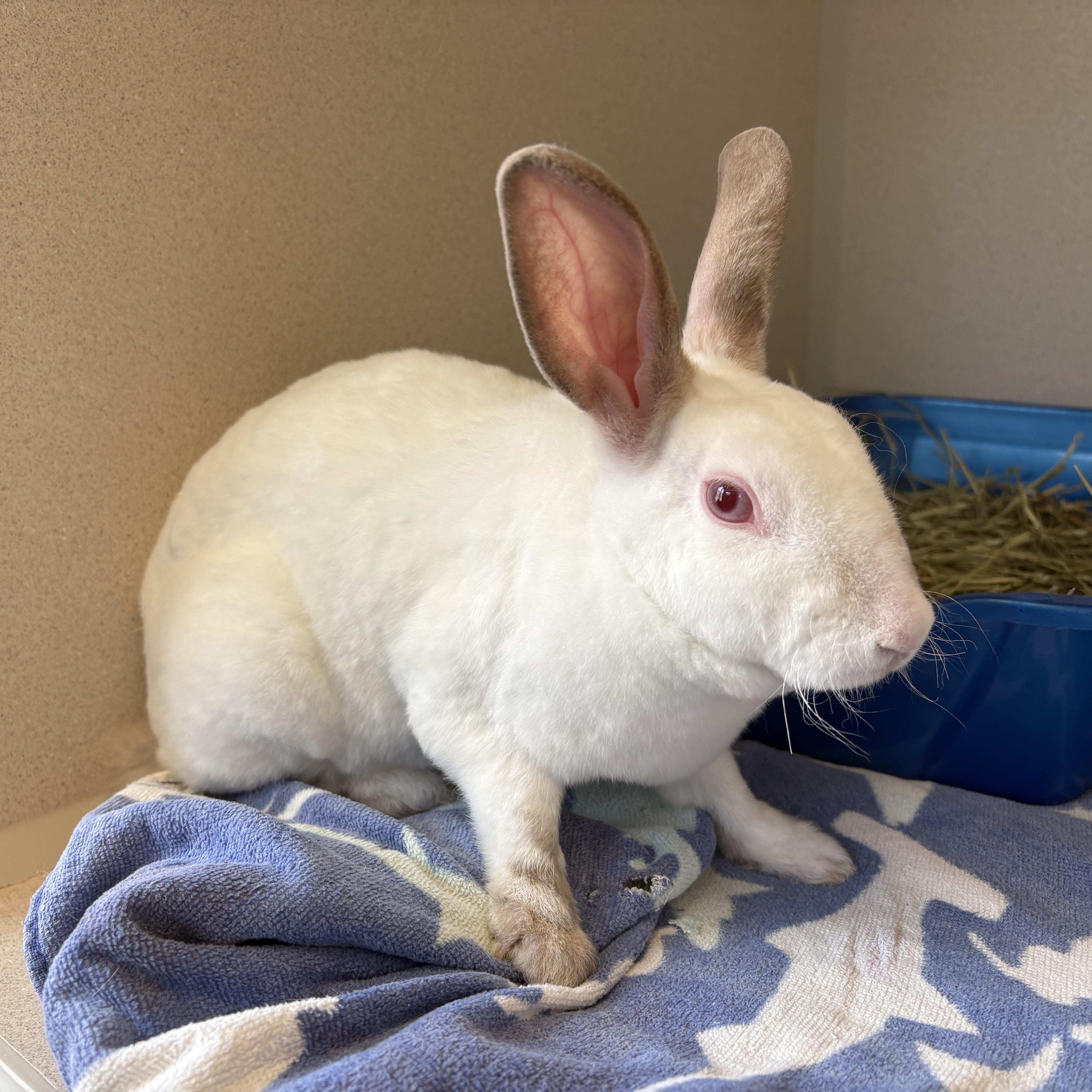Enlarge Madame Vastra, a Adoptable Bunny Rabbit in Eatontown, NJ image 3/3