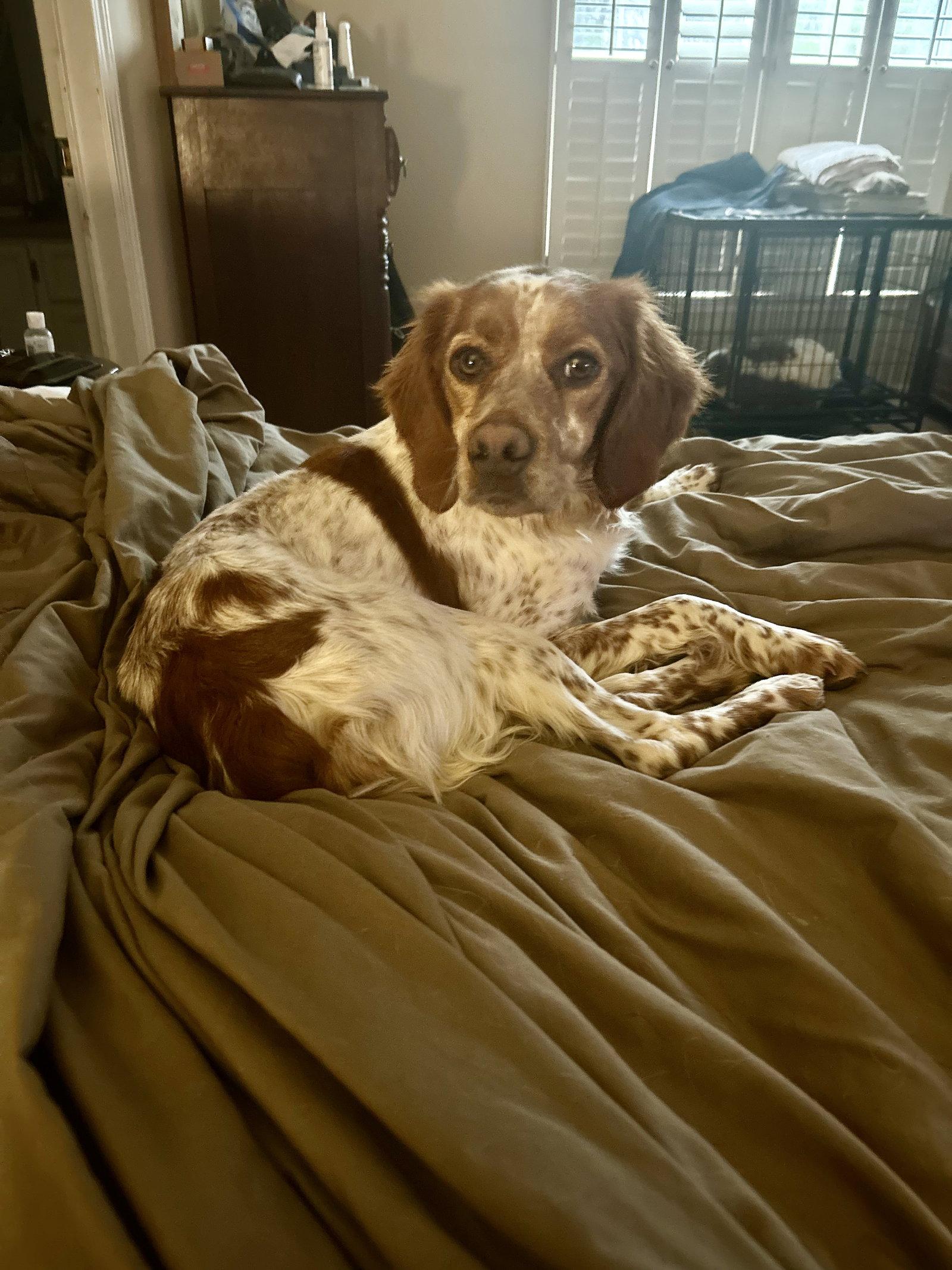 Enlarge TN/Ginger Snap, a Adopted Brittany Spaniel in Baldwinsville, NY image 1/2
