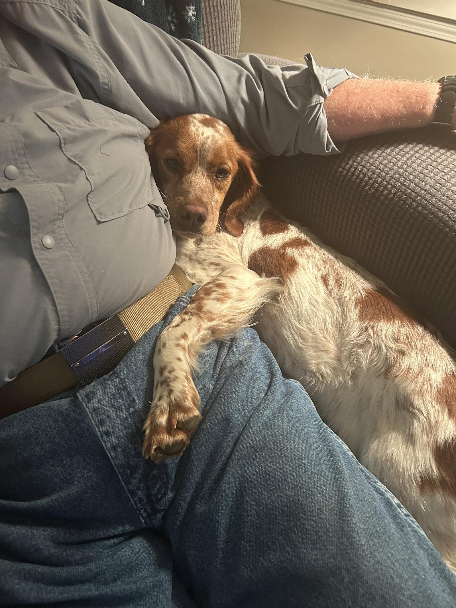 Enlarge TN/Ginger Snap, a Adopted Brittany Spaniel in Baldwinsville, NY image 2/2