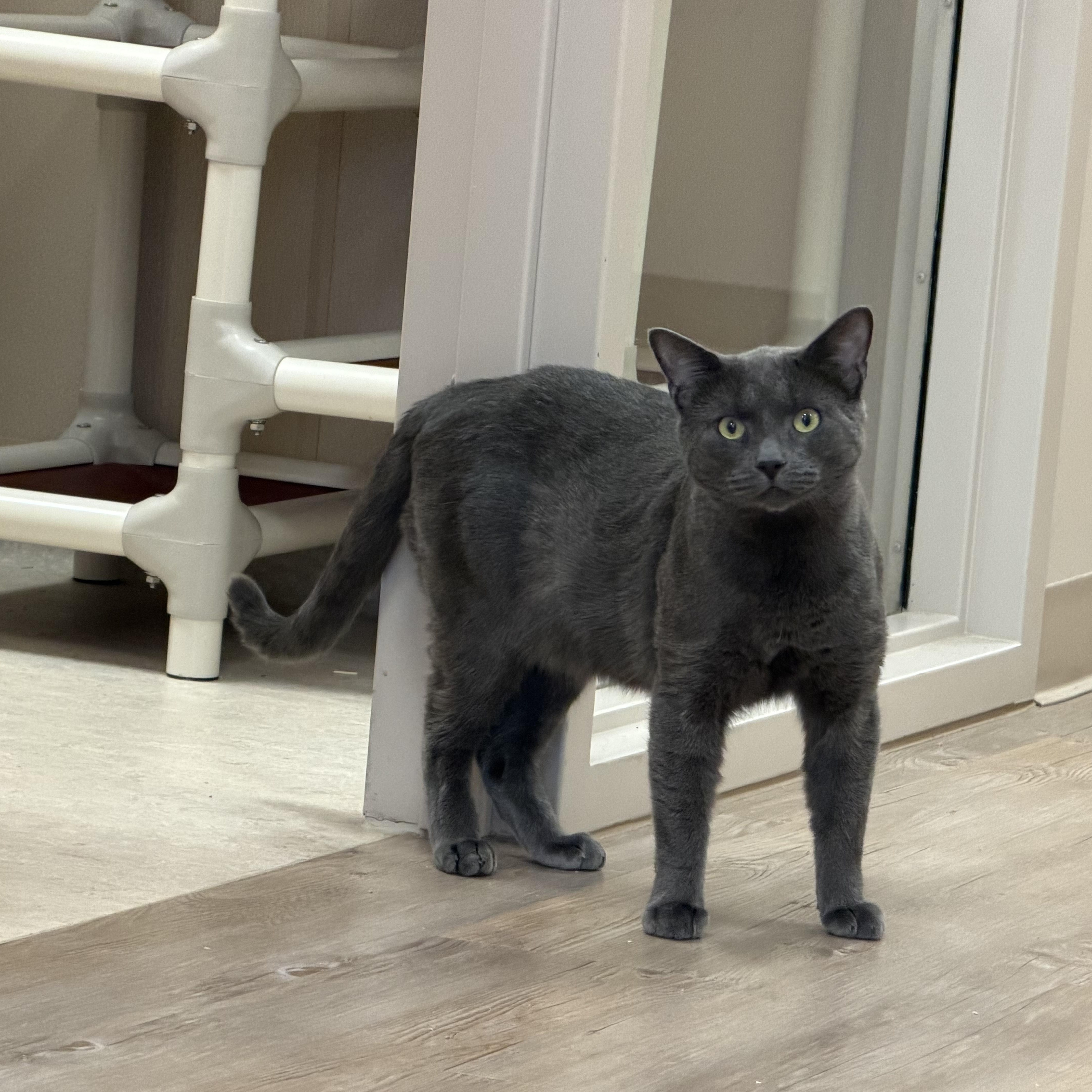 Rhodey, Adopted, Young Male Domestic Short Hair.
