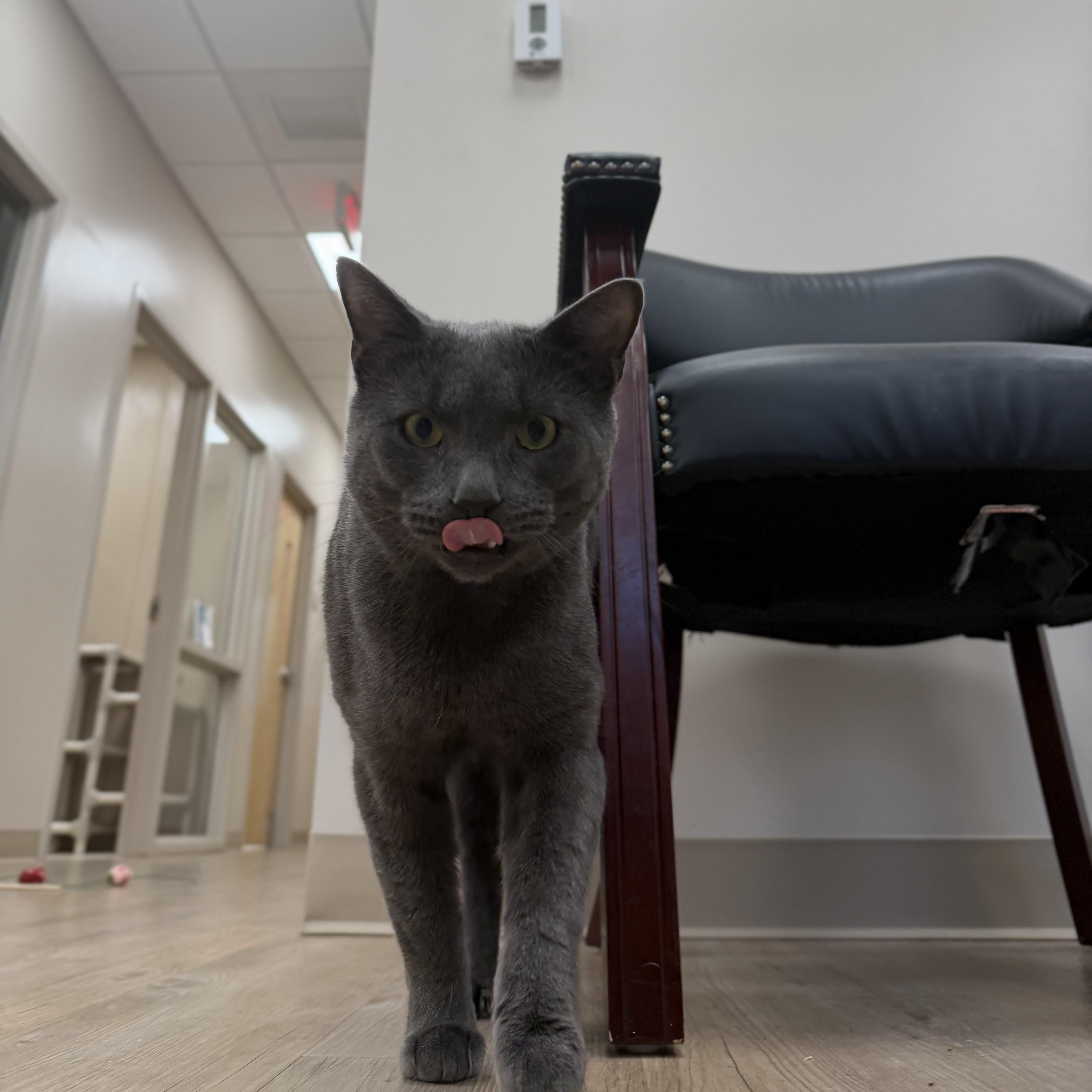 Enlarge Rhodey, a Adopted Domestic Short Hair in North Providence, RI image 3/3