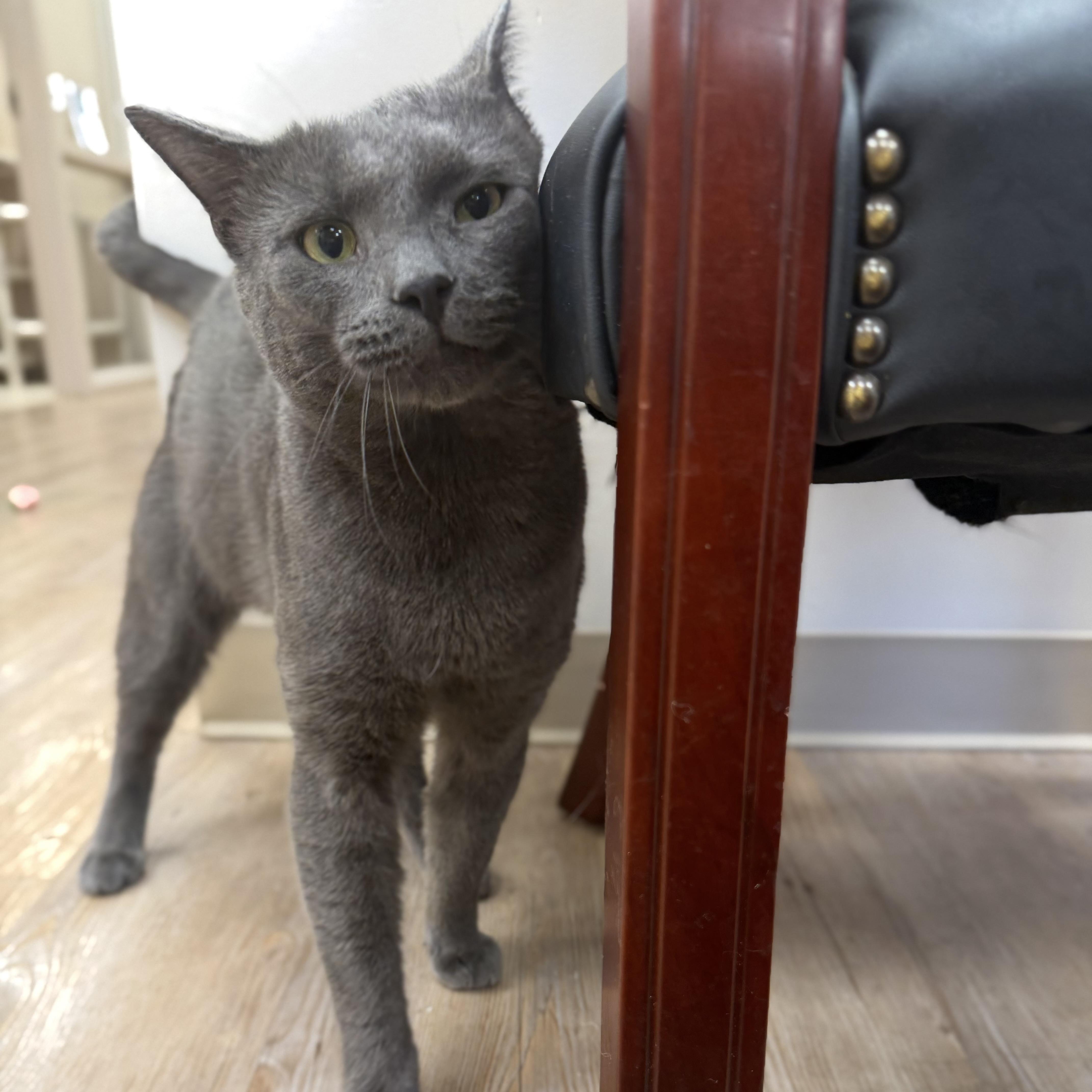 Enlarge Rhodey, a Adopted Domestic Short Hair in North Providence, RI image 2/3