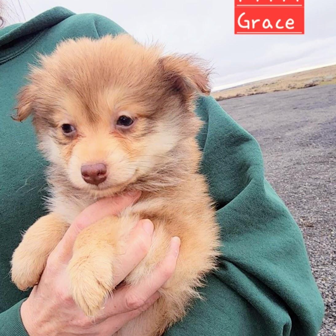 Grace, Adoptable, Puppy Female Pomeranian & Rat Terrier.