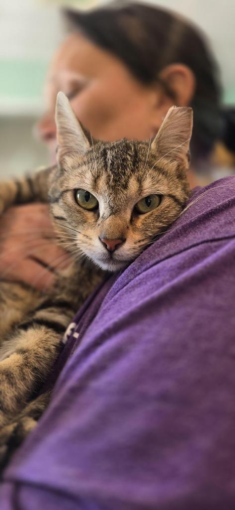 Farmer Ted, Adoptable, Young Male Domestic Short Hair.