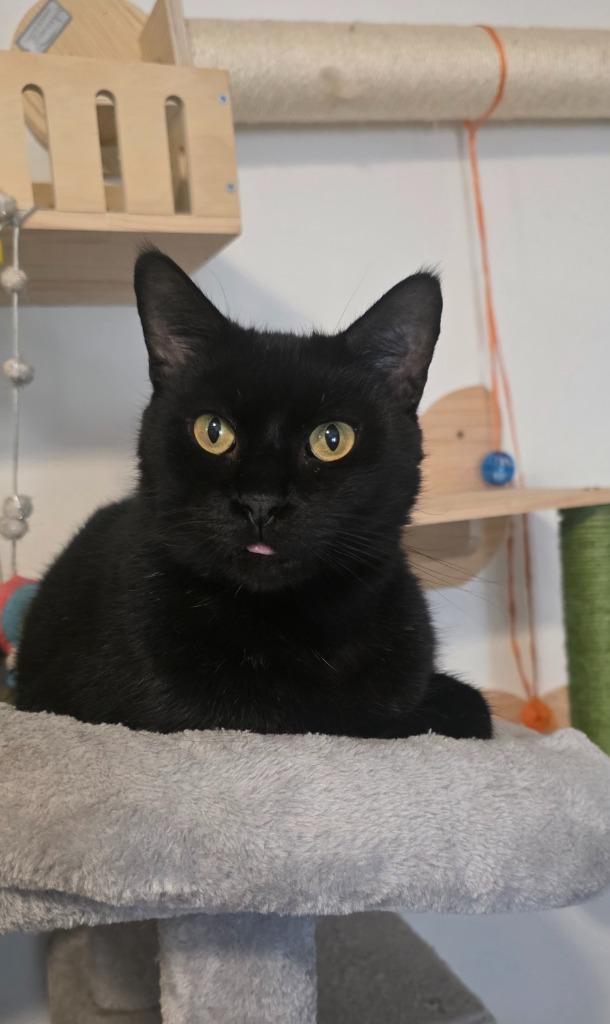 Enlarge Blacky, a Adoptable mixed breed in Miami, OK image 1/6