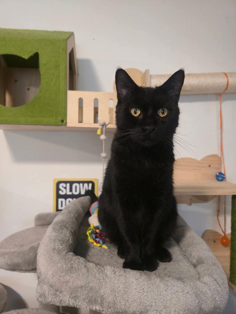 Enlarge Blacky, a Adoptable mixed breed in Miami, OK image 2/6