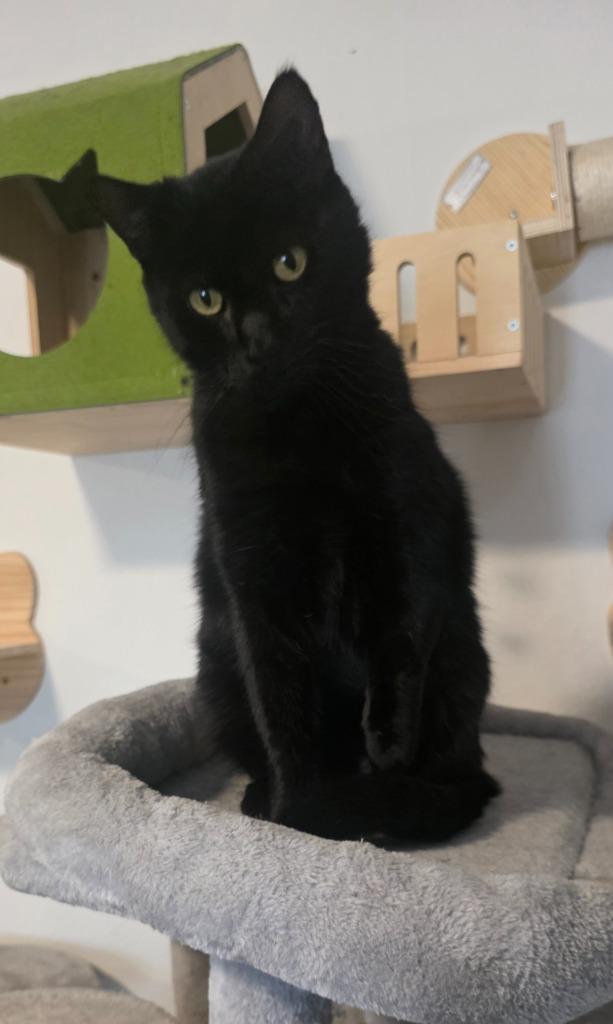 Enlarge Blacky, a Adoptable mixed breed in Miami, OK image 3/6