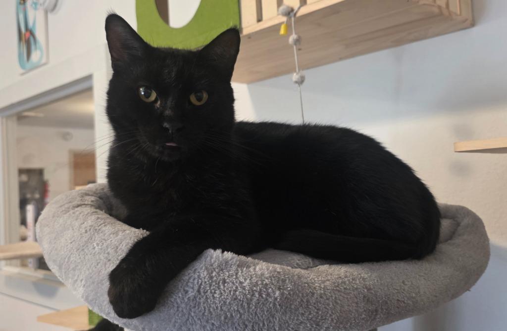 Enlarge Blacky, a Adoptable mixed breed in Miami, OK image 4/6