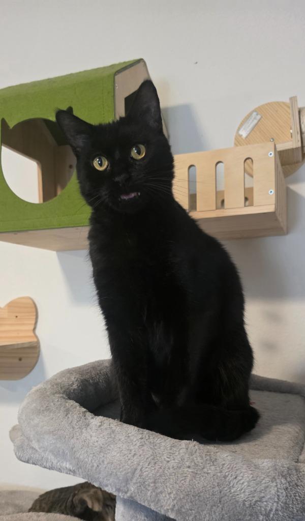 Enlarge Blacky, a Adoptable mixed breed in Miami, OK image 5/6