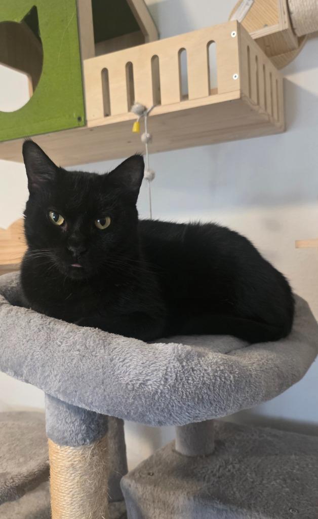Enlarge Blacky, a Adoptable mixed breed in Miami, OK image 6/6