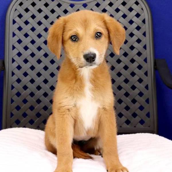 Caramel, Adoptable, Puppy Female Border Collie.