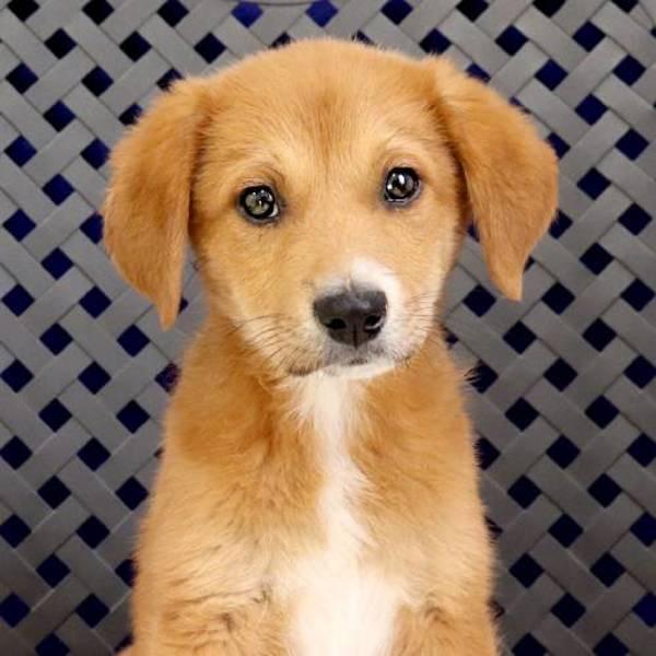Enlarge Caramel, a Adoptable mixed breed in Fort Davis, TX image 2/2