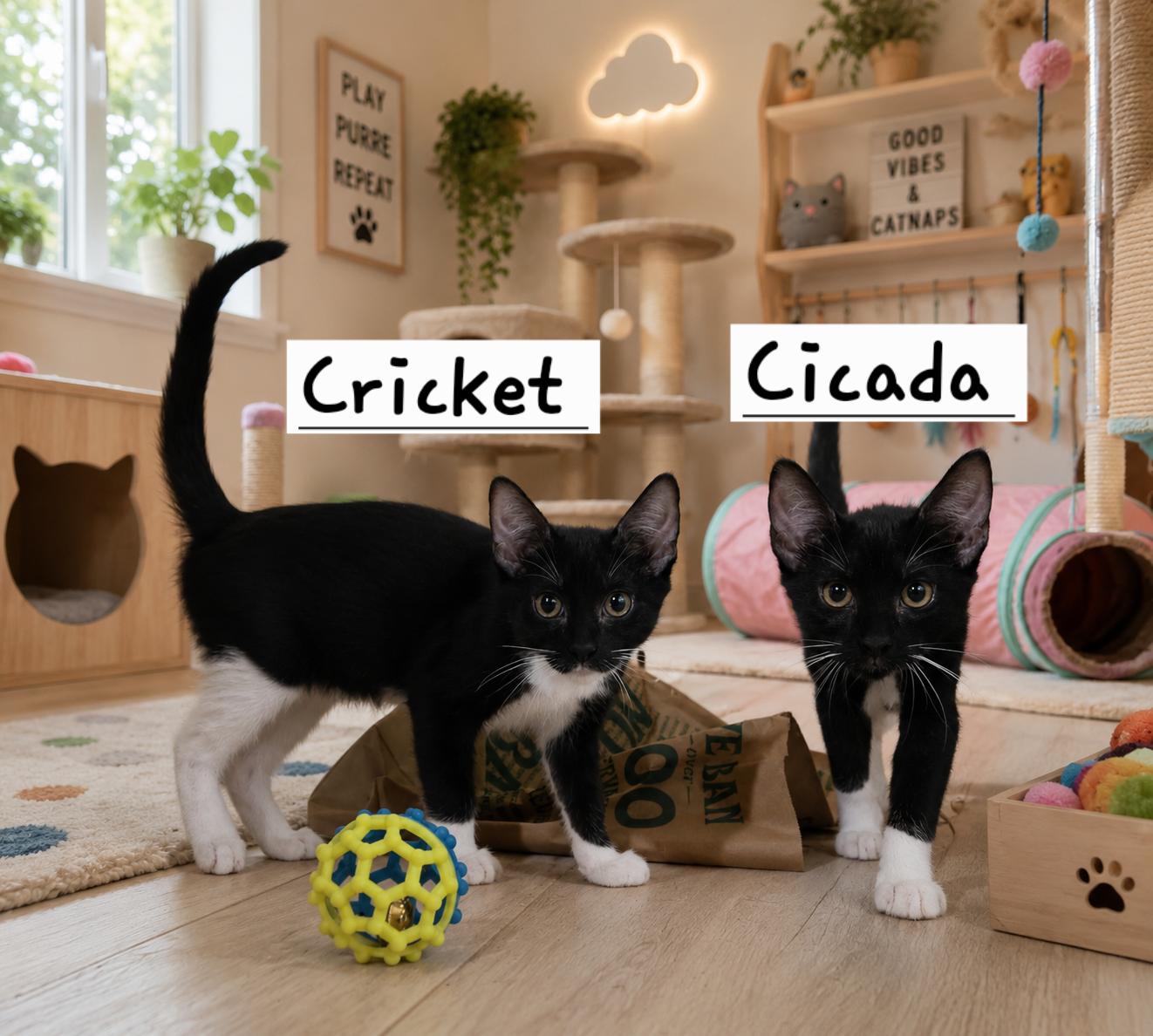 Cricket, a Adoptable Domestic Short Hair in Flushing, NY image 1/3