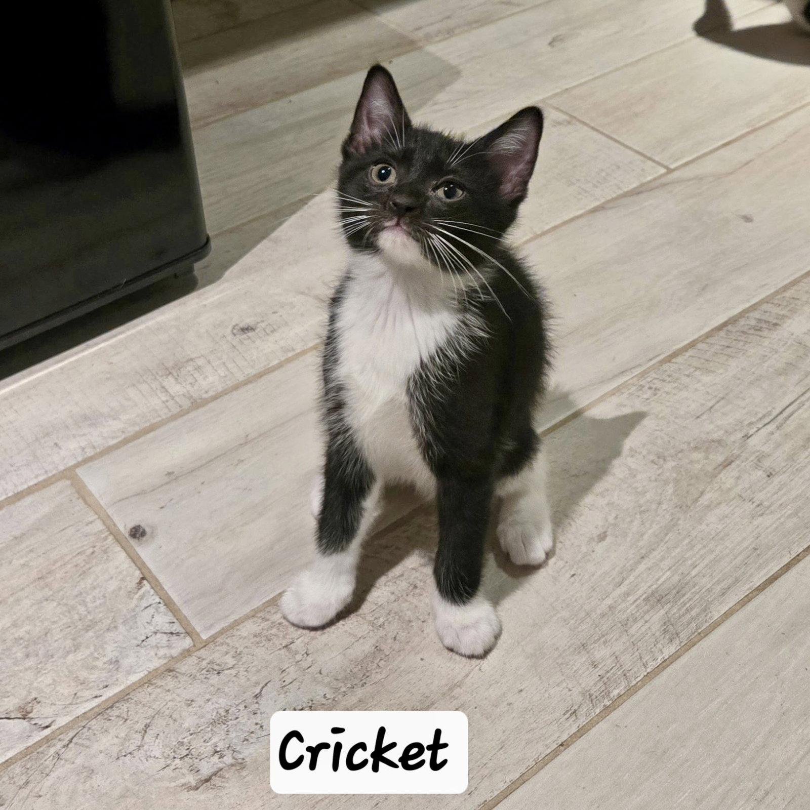 Enlarge Cricket, a Adoptable Domestic Short Hair in Flushing, NY image 2/2