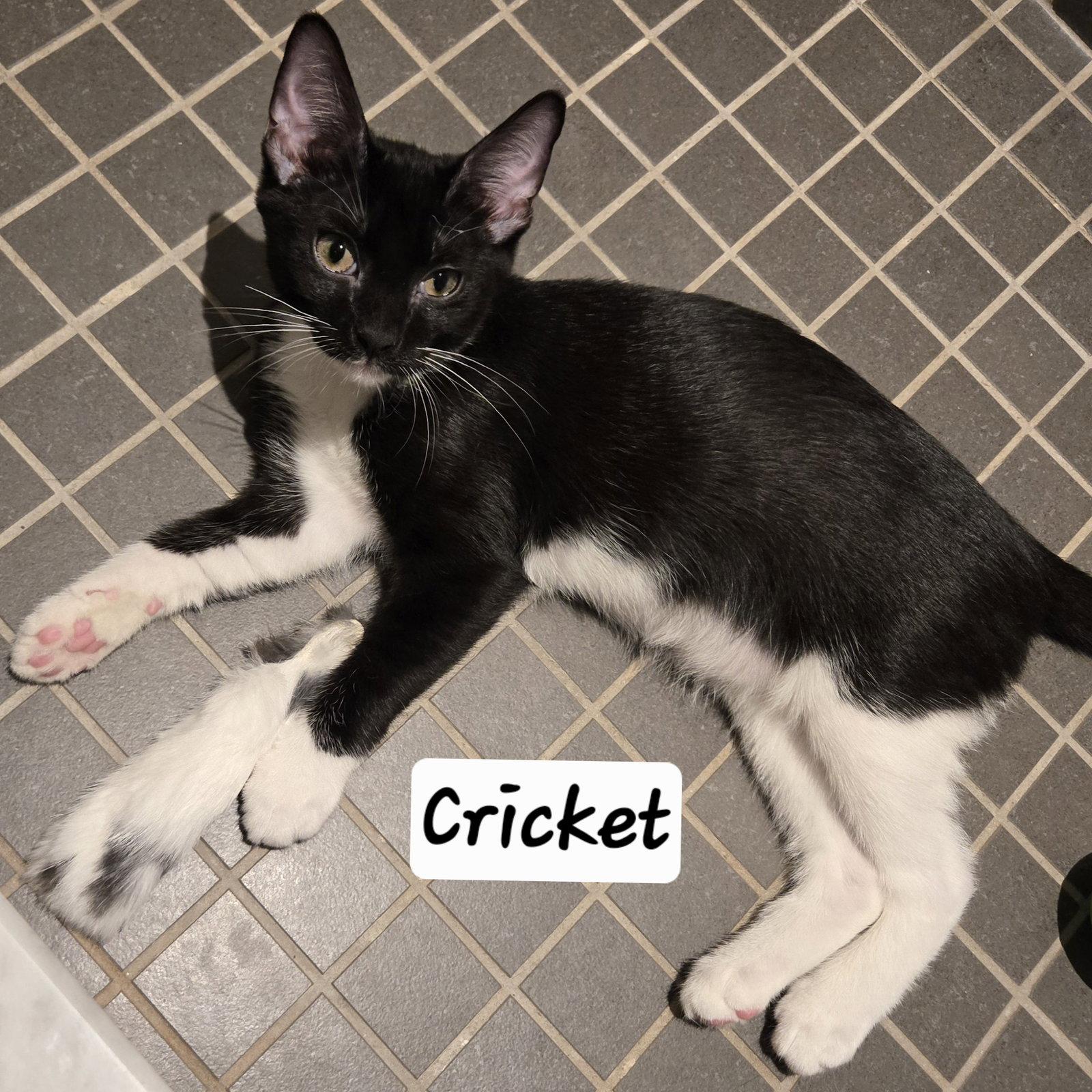 Cricket, a Adoptable Domestic Short Hair in Flushing, NY image 3/3