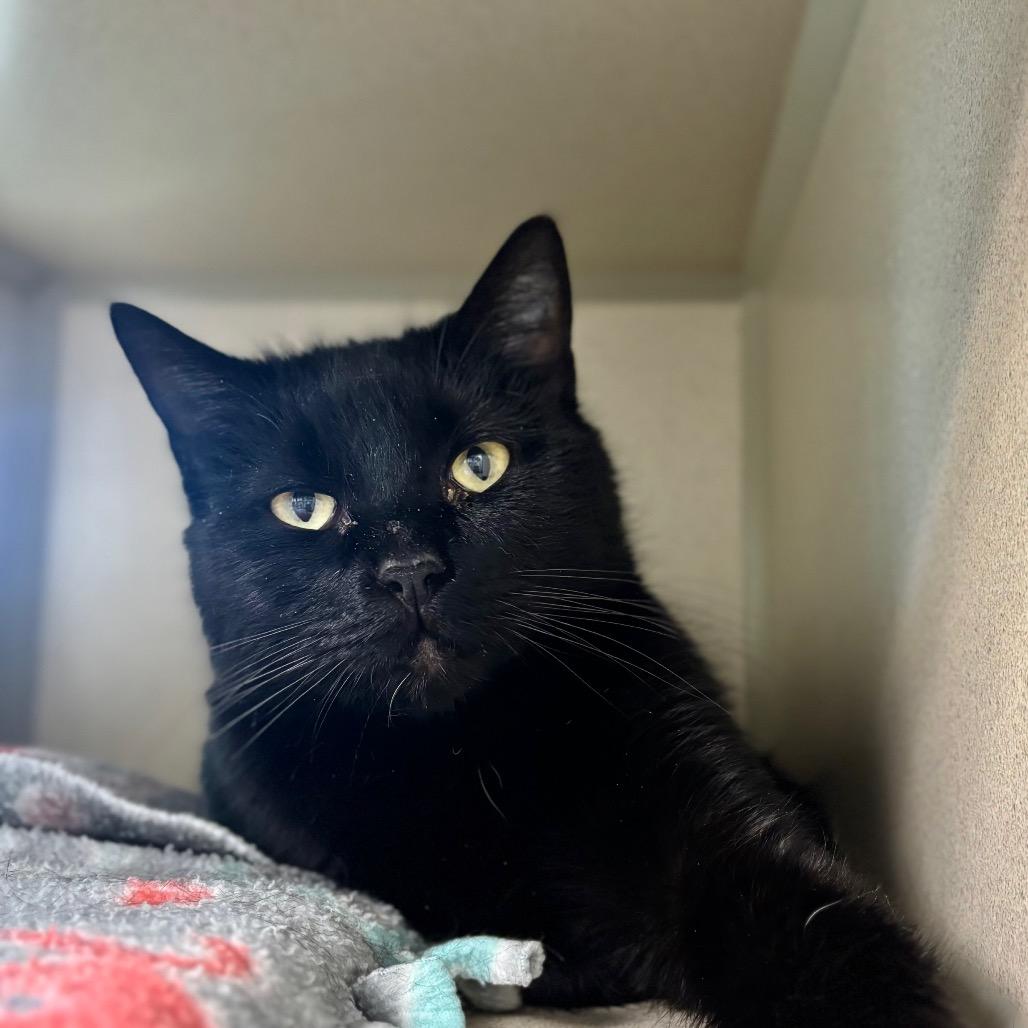 Enlarge Venom, a Adoptable Domestic Short Hair in Great Falls, MT image 1/1