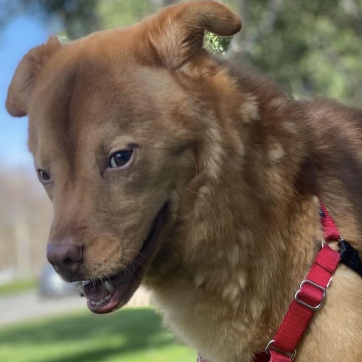 Enlarge Joey, a Adoptable Chow Chow in Westlake Village, CA image 6/6