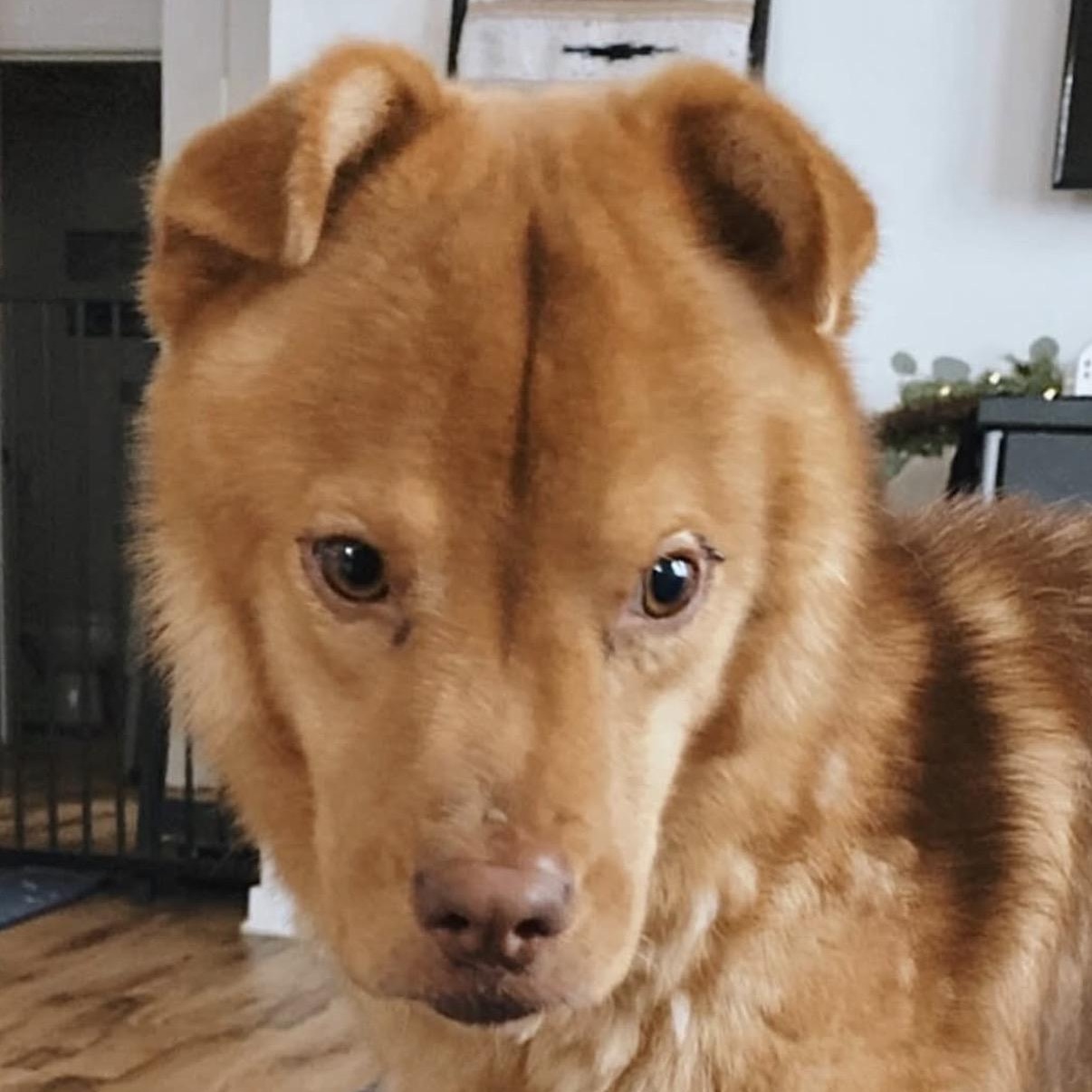 Joey, Adoptable, Young Male Chow Chow.