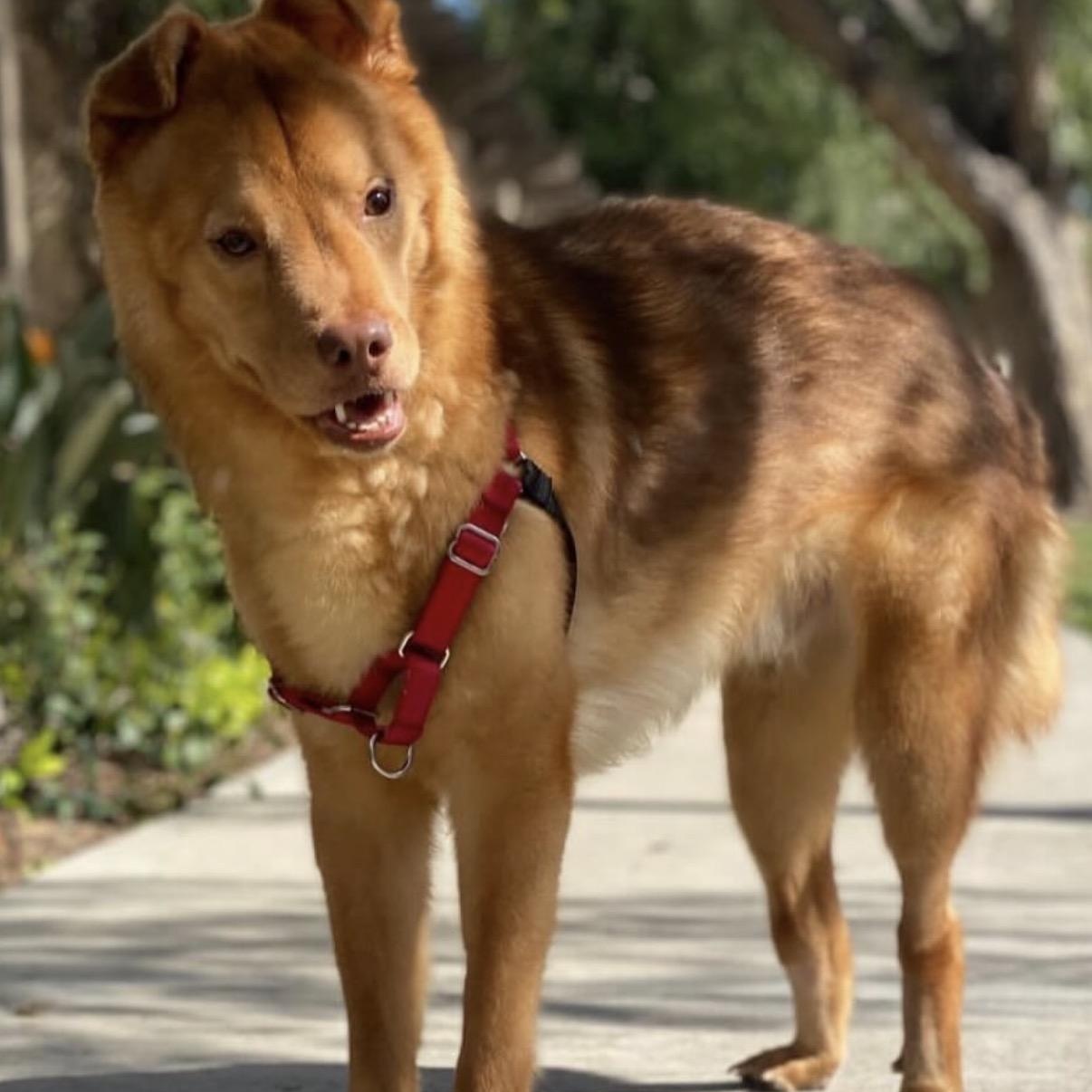 Enlarge Joey, a Adoptable Chow Chow in Westlake Village, CA image 3/6