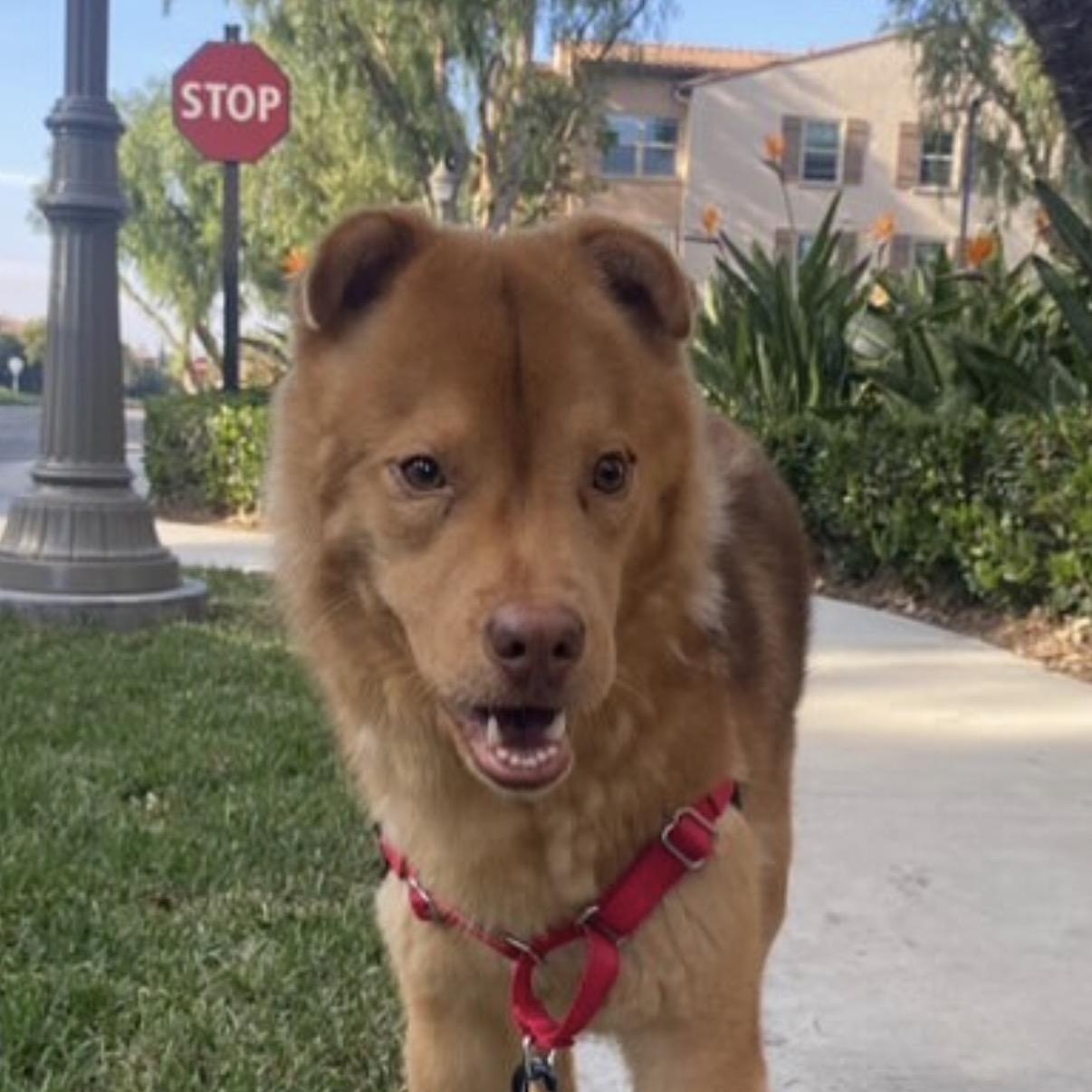 Enlarge Joey, a Adoptable Chow Chow in Westlake Village, CA image 2/6
